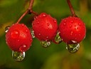 Cranberries_edited,by Rod VanHorenweder