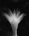 Snowy Head Feathers, by Kim Rexroat